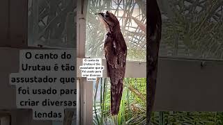 Urutau Nyctibius griseus urutau bird aves medo shorts nature fear [upl. by Enitsugua]