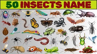 Insects Vocabulary ll 50 Common Insects Name in English With Videos ll Beetles Bugs Butterfly [upl. by Robillard]