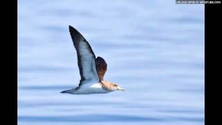 Corys Shearwater [upl. by Nerreg]