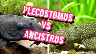 PLECOSTOMUS o ANCISTRUS en ACUARIOS [upl. by Lulita170]