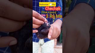 Kabootar 🕊️ Ke Chechak Funsi Kaise Theek Kare  shorts pigeon vlog petsvlog kabootarkivideos [upl. by Adieren]