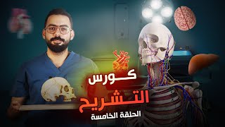 خامس حلقة من كورس أساسيات التشريح  Basic Anatomy  Anatomical movements [upl. by Natica]