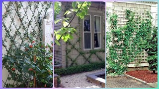 Latest Fabulous Garden Trellis Ideas [upl. by Schoenburg]