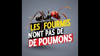 Comment les Fourmis Respirent sans Poumons  🧐 Le Mystère des Spiracles [upl. by Maximo944]