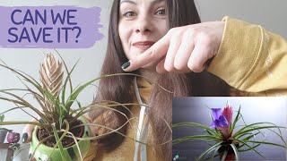 TILLANDSIA CYANEA  BROMELIAD  TILLANDSIA CYANEA HOW TO GROW AND PROPAGATE [upl. by Alyakam768]