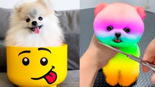 Cute Pomeranian Puppies Doing Funny Things 5  Cute and Funny Dogs  Mini Pom [upl. by Leelahk]