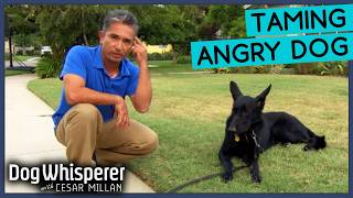 Aggressive German Shepherd Loses It At Strangers amp Cats  Dog Whisperer With Cesar Millan [upl. by Yecal]