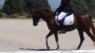 Preliminary 13 Dressage Test  Thirlstane 29th117 [upl. by Warrick]