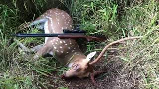 EPOX BADGER AIR RIFLES AND AXIS BUCKS  HEAD SHOT  10 YARDS [upl. by Thorne]