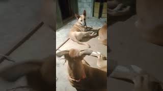 animalfundub doglover dog telugu [upl. by Ledoux283]