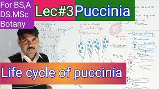 Life cycle of puccinia [upl. by Lalo670]