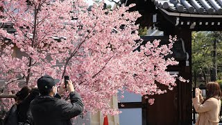 Kyoto Hiking March 16 2024 探せば見つかる春 Spring you can find if you look for it [upl. by Charry139]