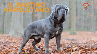 Il mastino Napoletano Il sopravvissuto [upl. by Rumit286]