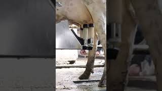 Robotic milking fullwood JOZ merlin M2 [upl. by Thebault]