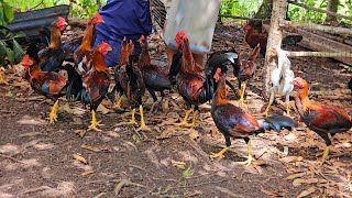 Fajao con la crianza de nuestras aves y la super vitamina de mi hermano Mena [upl. by Leirea]