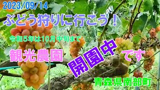 【青森県南部町】20230914「ぶどう狩りに行こう！」 [upl. by Anerda]