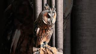 Owl turning his heads 360 degreeNature beauty [upl. by Daria]