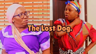 A Lost Dog  Omama Bomkhuleko [upl. by Alue]