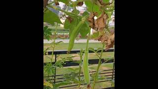 Terrace Vegetable Garden 🥒🌶🌿 kitchengarden organic garden gardeningtips [upl. by Champaigne]