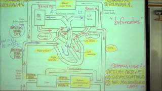 ANATOMY CIRCULATORY SYSTEM PART 1 by Professor Fink [upl. by Him]