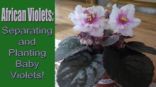 African Violets Separating and Planting Baby Violets [upl. by Fiden]