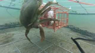 GoPro Pier Crabbing 13 [upl. by Gazo786]