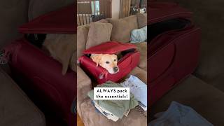 My dog snuck into my suitcase [upl. by Avery]