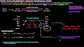 Protein  Amino Acid Metabolism Part 4 of 8  Glutamate Dehydrogenase GLDH [upl. by Rosenblum]