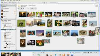 Arranging and Renaming Photos in Google Picasa [upl. by Arahsit503]