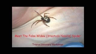 Meet the False Widow Steatoda Nobilis Spider [upl. by Cara]