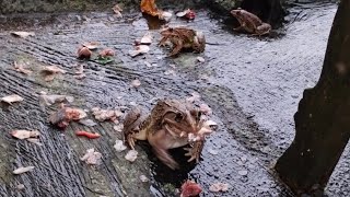 frogs eating fish🐟 nature frog fish [upl. by Sayles]