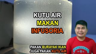 Eksperimen kutu air makan infusoria Pakan burayak ikan jadi pakan kutir [upl. by Hughes671]