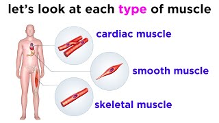 Types of Tissue Part 3 Muscle Tissue [upl. by Attikram]