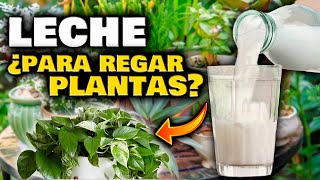 ¿ESTO ES REAL Abono CASERO de LECHE para tus PLANTAS  Fertilizantes Caseros y Fungicida casero [upl. by Sibilla]