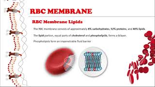 ASCP  MLS  MLT  Hematology  Erythrocyte Membrane Structure and Function [upl. by Sitarski545]