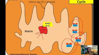 Oxidation of Pyruvate and the Citric Acid Cycle [upl. by Fennelly]