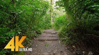 4K Virtual Forest Walk  Walking in the Rain Forest  Manoa Falls Trail Oahu Island Hawaii [upl. by Eudoxia]