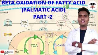 Beta oxidation of palmitic acid  part 2  Energetics  regulation of beta oxidation [upl. by Ayikur]