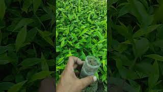 agarwood plant available hi oder now connect evergreen assam nursery number 8638554932 [upl. by Cressida]