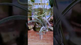 空氣鳳梨分株 折鋁線 Air Plants in Taiwan 小精靈 x 貝可利 Tillandsia ionantha x brachycalous [upl. by Reivax856]