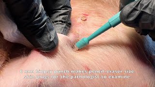 PUNCH skin biopsy in a dog [upl. by Scarlet]