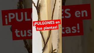 ¿Tienes pulgones en tus plantas ¡Descubre cómo eliminarlos fácilmentepulgones CuidadosDePlantas [upl. by Ettennaj]