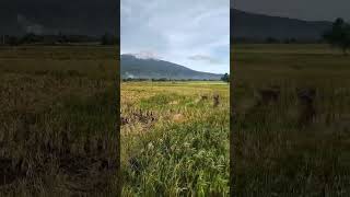 Big riceland at bicol shortsvideo nature [upl. by Engenia]