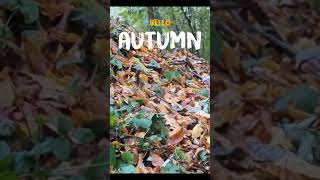 herfst autumn [upl. by Ximenez]