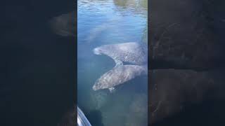 1 more day until Manatee Season at Silver Springs Here are some highlights from last Manatee Season [upl. by Igig]