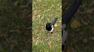 Black billed magpie singing [upl. by Leihcim982]