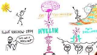 What is Myelin [upl. by Ylurt]