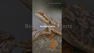 Bearded Dragons Famous Head Bobbing What It Means animaldocumentary facts animalinsights [upl. by Yrelav]