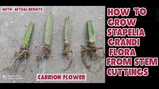 Propagation of carrion flower plant  how to grow stapelia gigantea from stem cuttings [upl. by Eetnahc116]