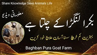 Bakra langda ke chalta hai  Bakray k paon main Dard  Baghban Pura Goat Farm [upl. by Ellehctim]